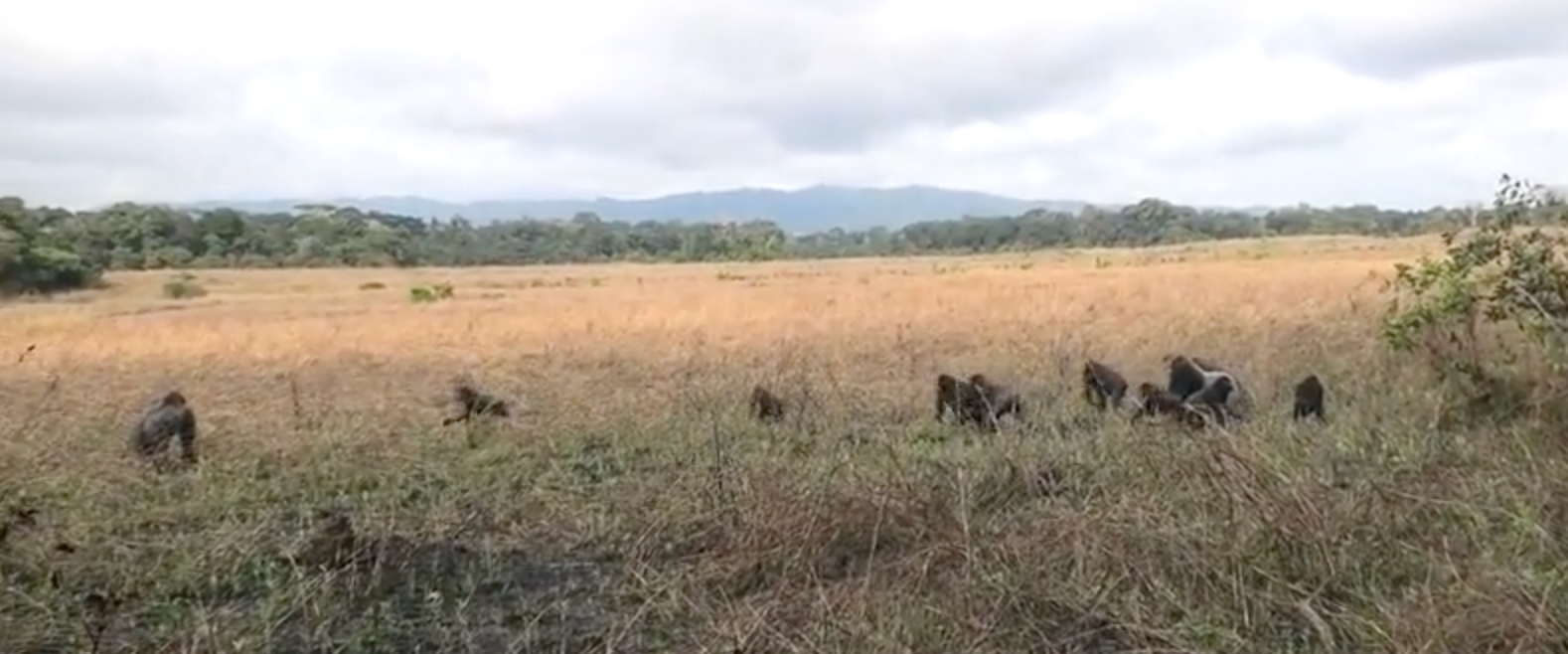 ニシローランドゴリラの群れ