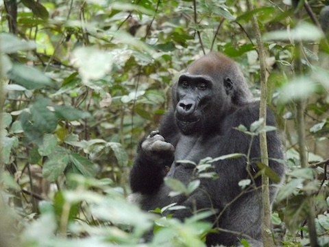 ニシローランドゴリラ